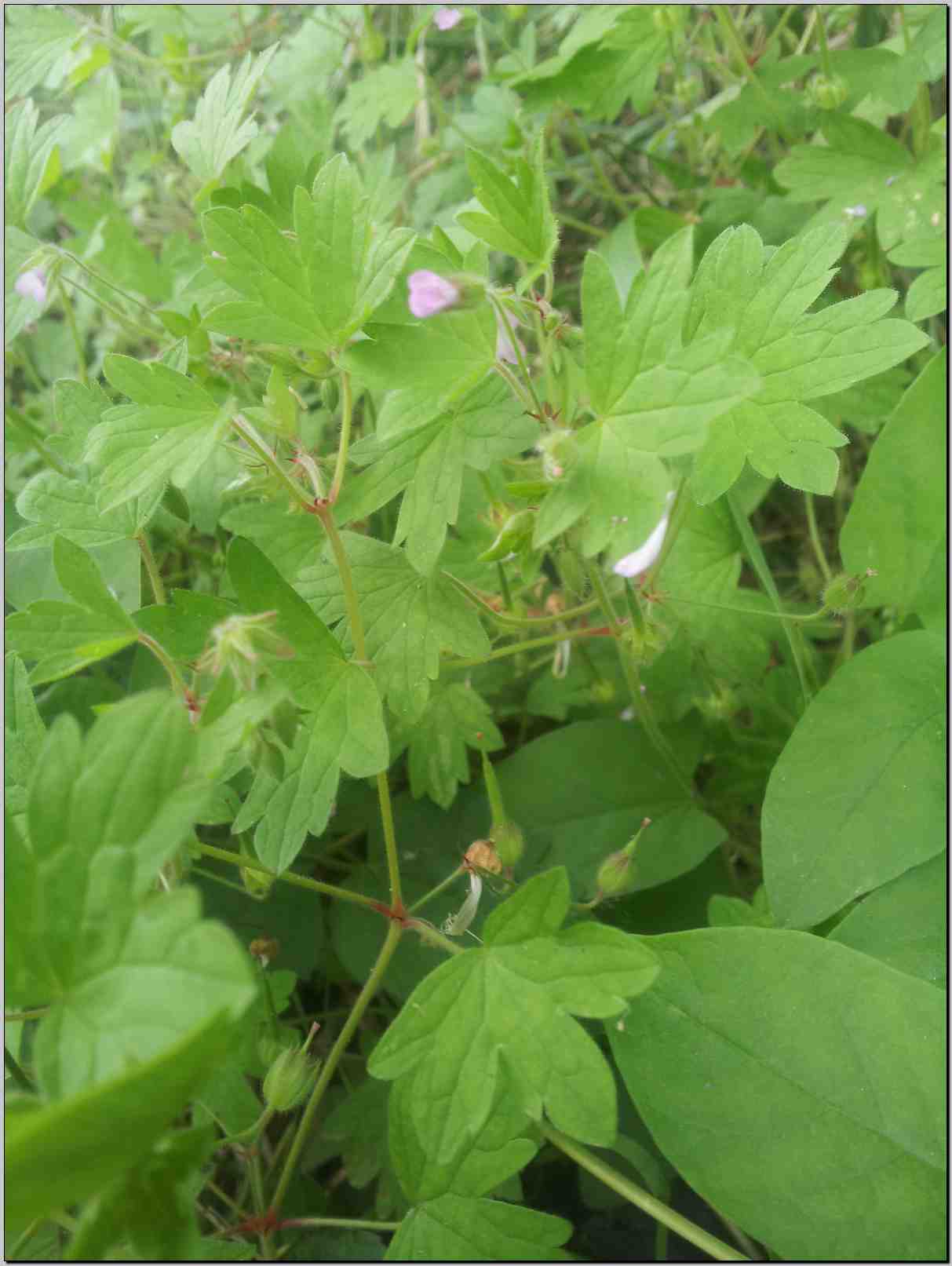 Geranium rotundifolium