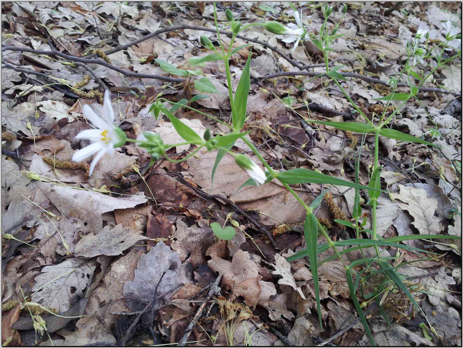 Rabelera holostea (=Stellaria holostea) / Centocchio garofanina