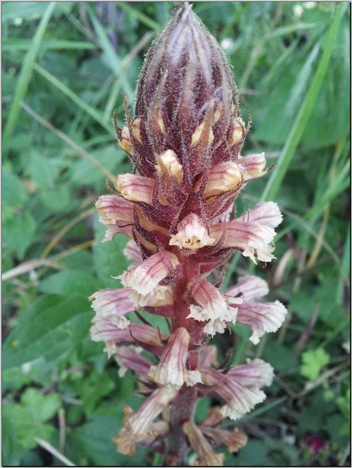 Orobanche sp.