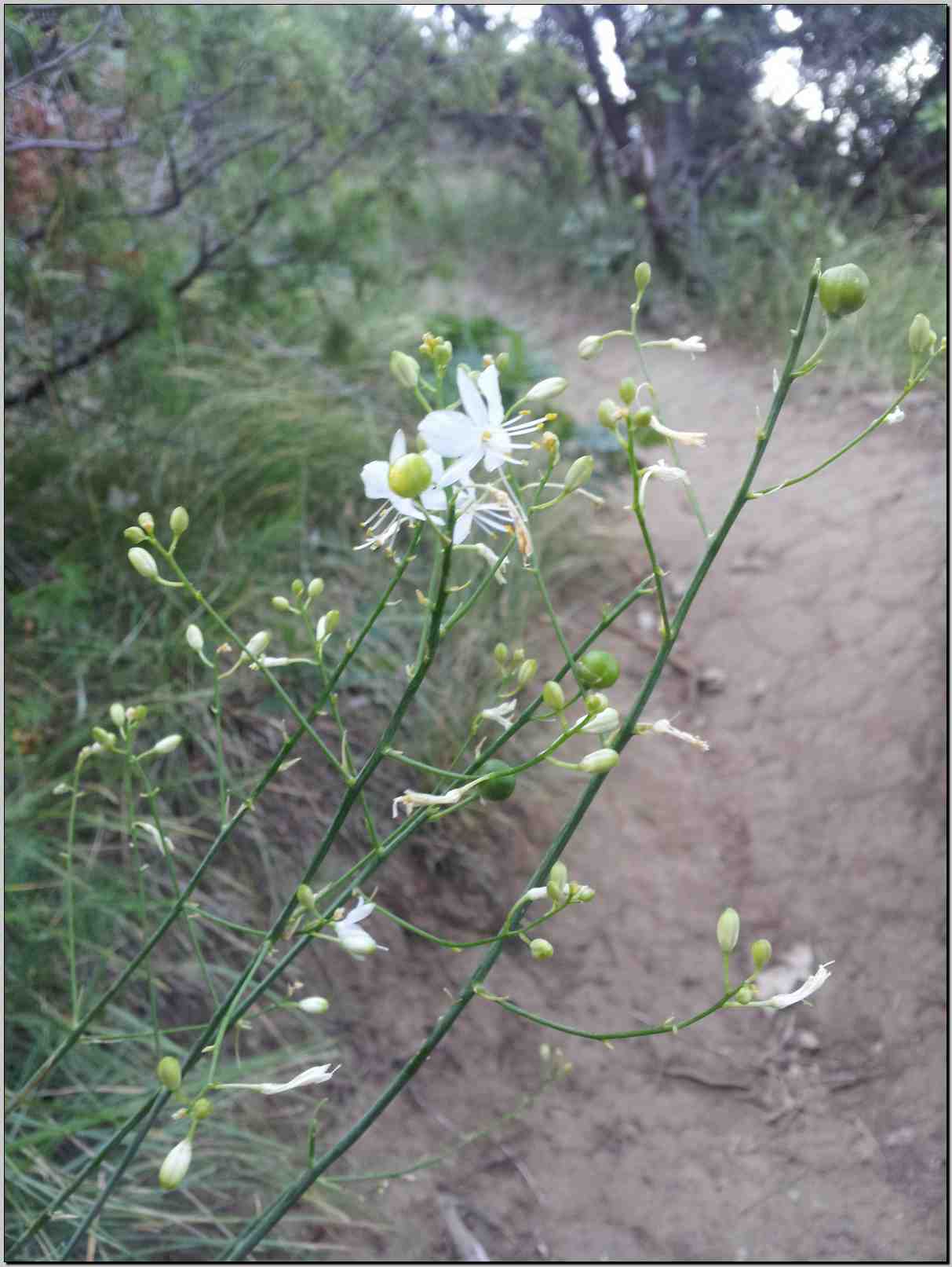 Anthericum ramosum / Lilioasfodelo minore