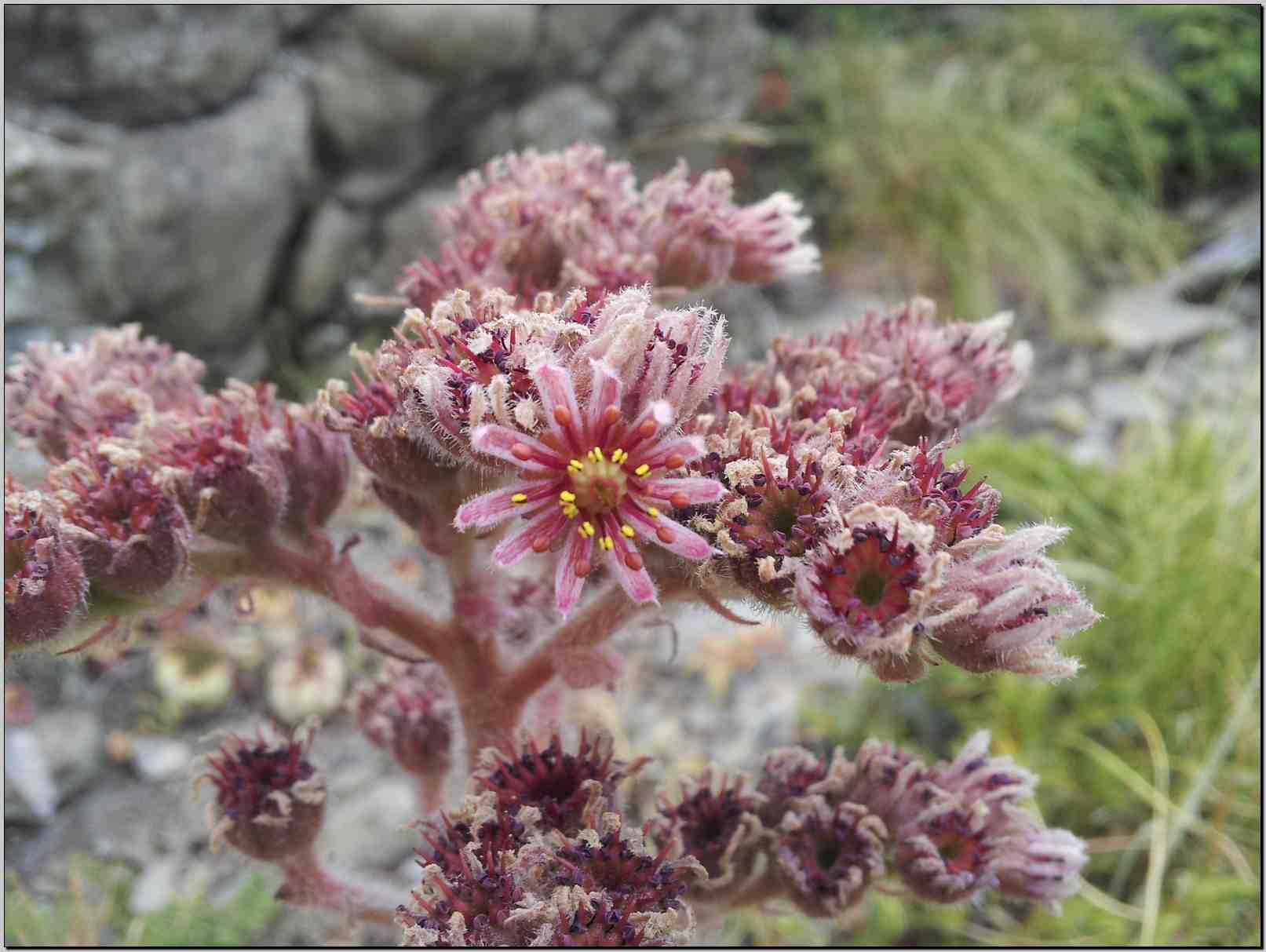 Da determinare - Sempervivum sp.