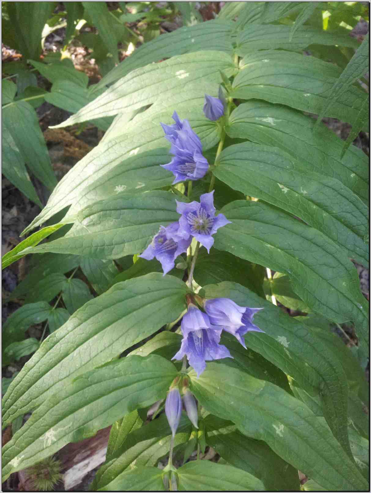 Gentiana asclepiadea