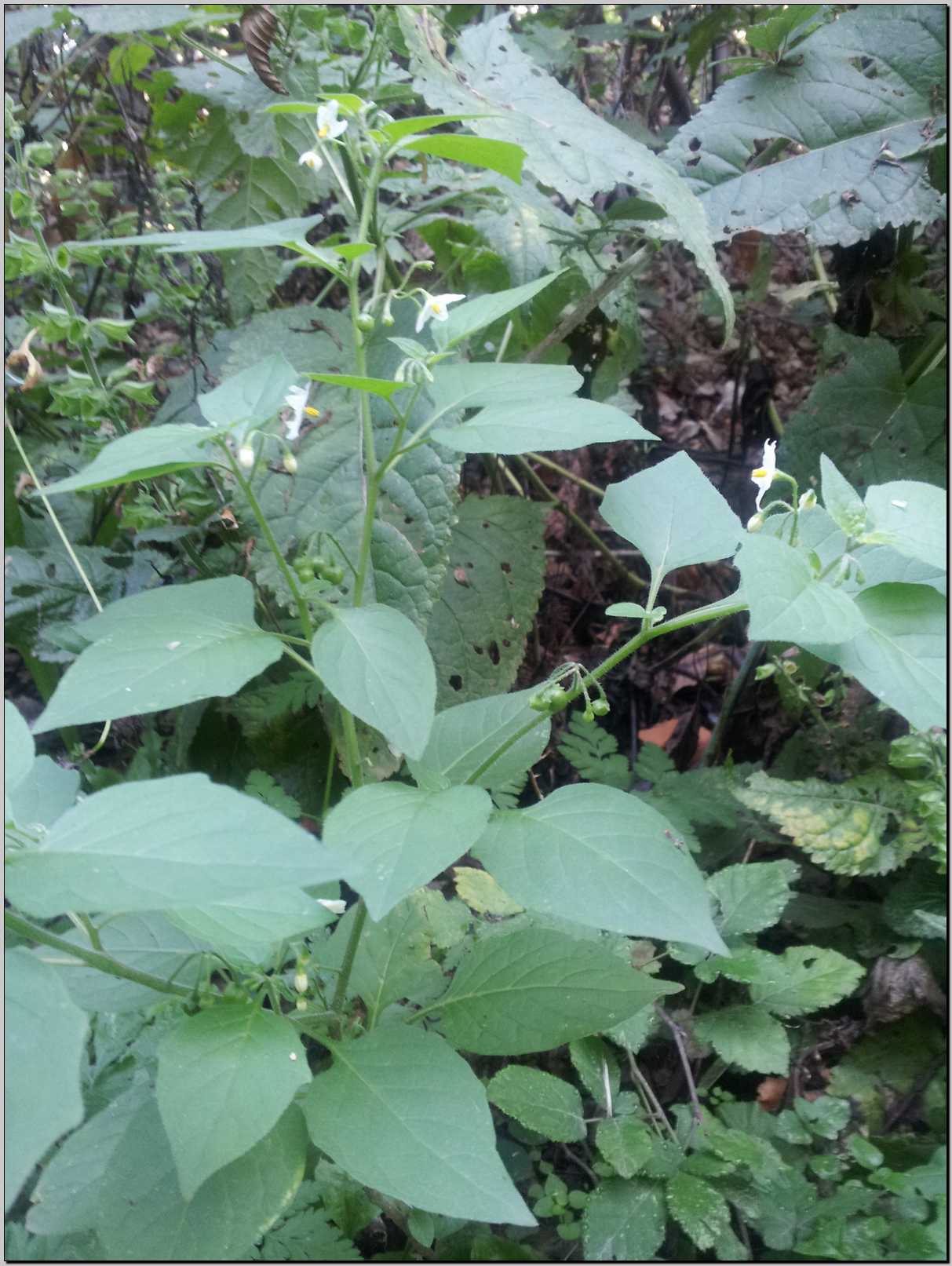 Solanum nigrum L.