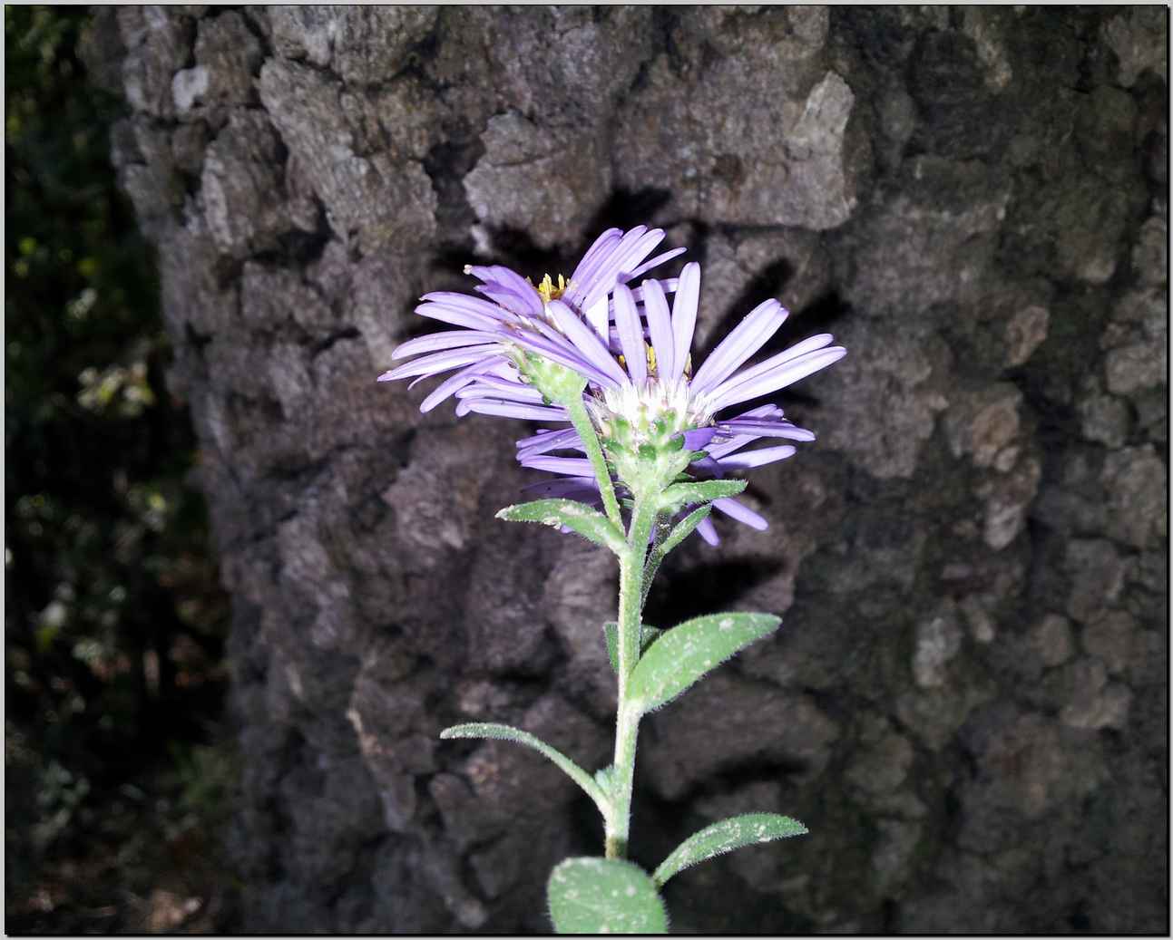 Aster amellus