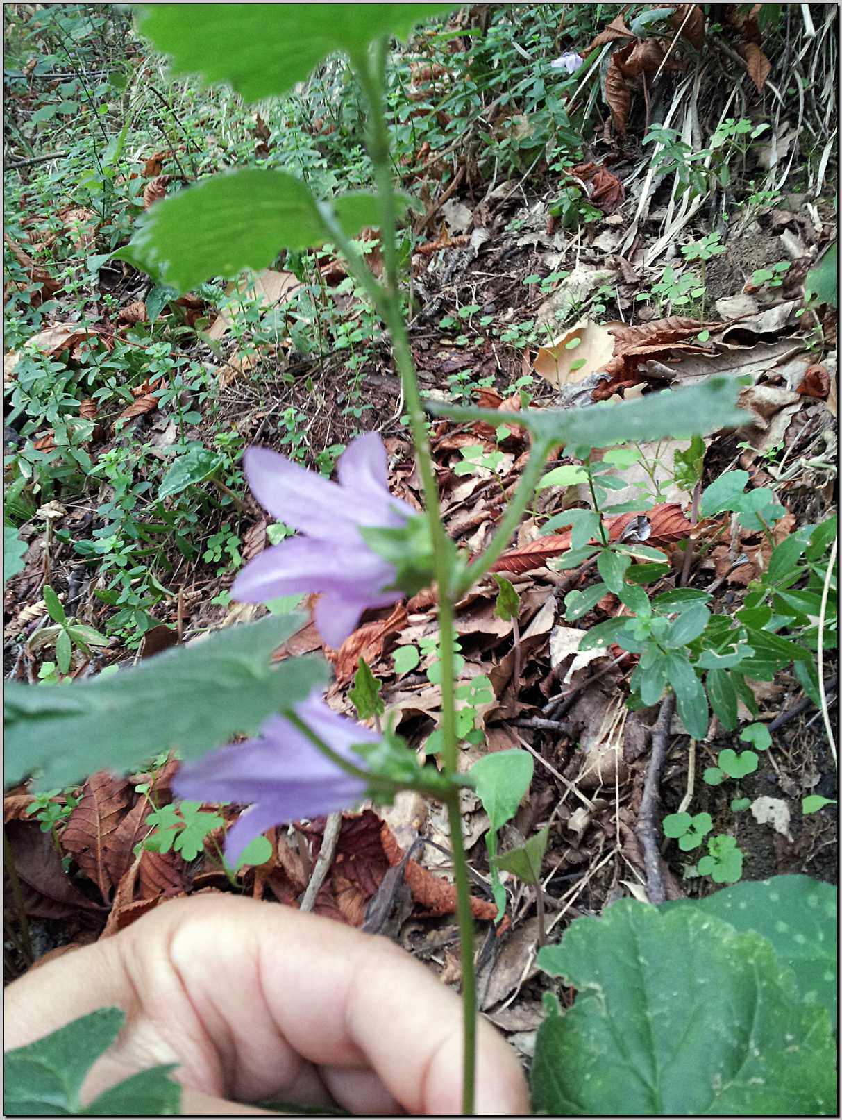 Campanula trachelium / Campanula selvatica