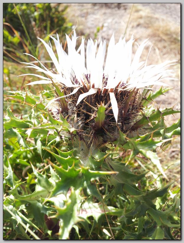 Carlina acaulis