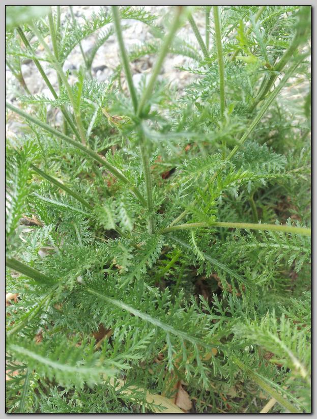 Aiuto identificazione - Achillea sp.