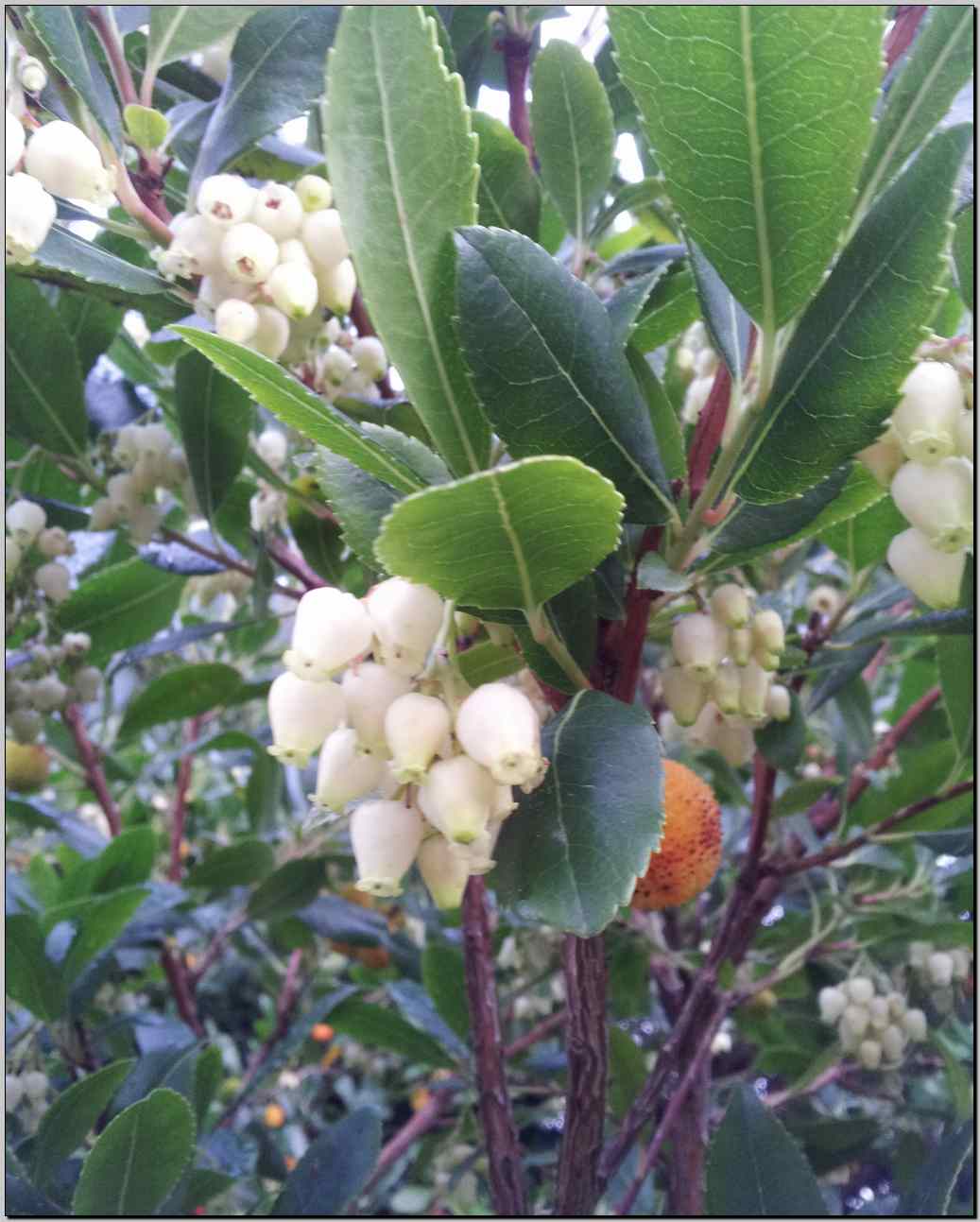 Arbutus unedo