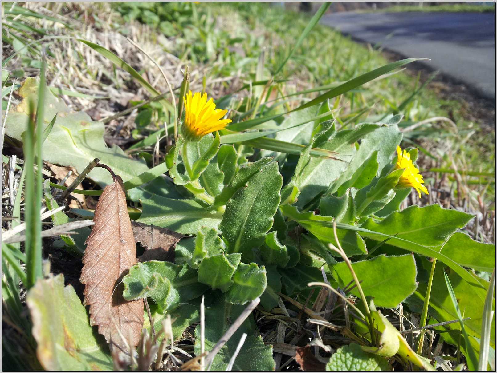 Sasso Marconi : Calendula arvensis