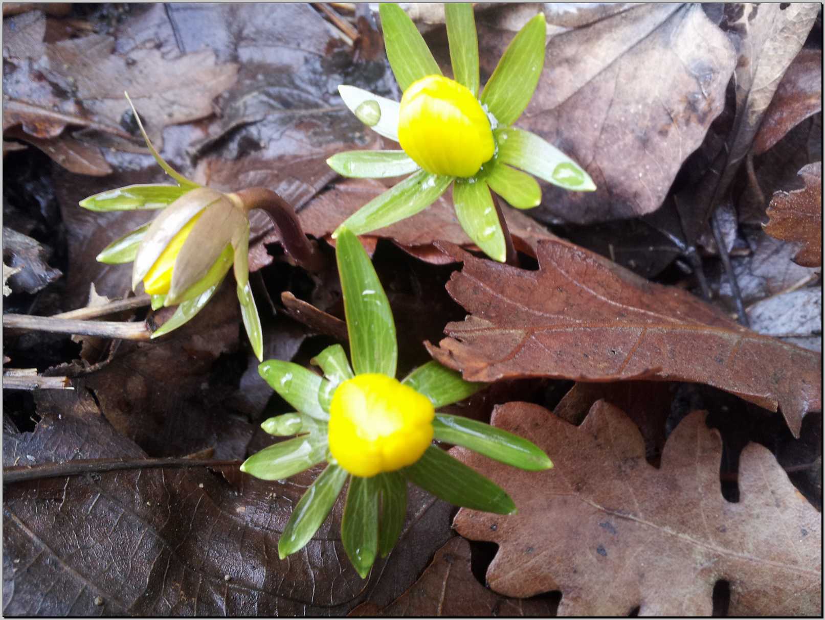 Sasso Marconi (BO) : Eranthis hyemalis