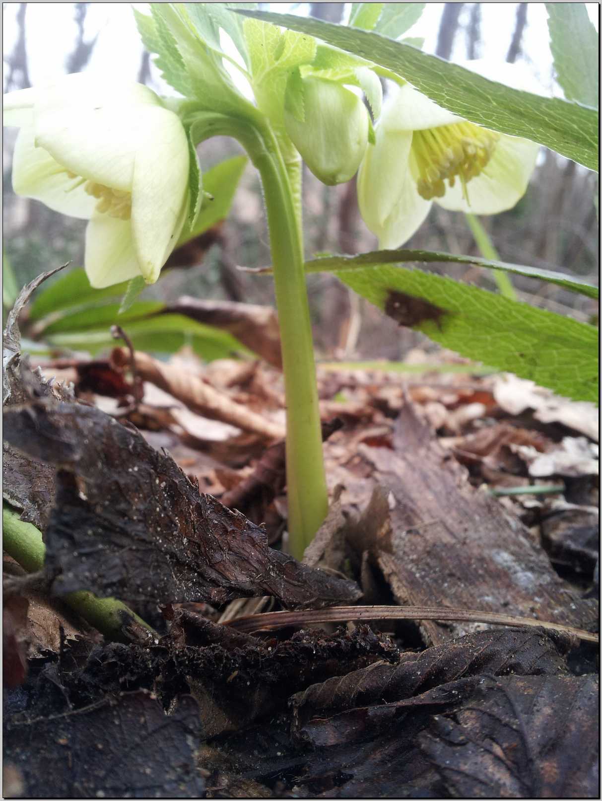 Helleborus viridis / Elleboro verde