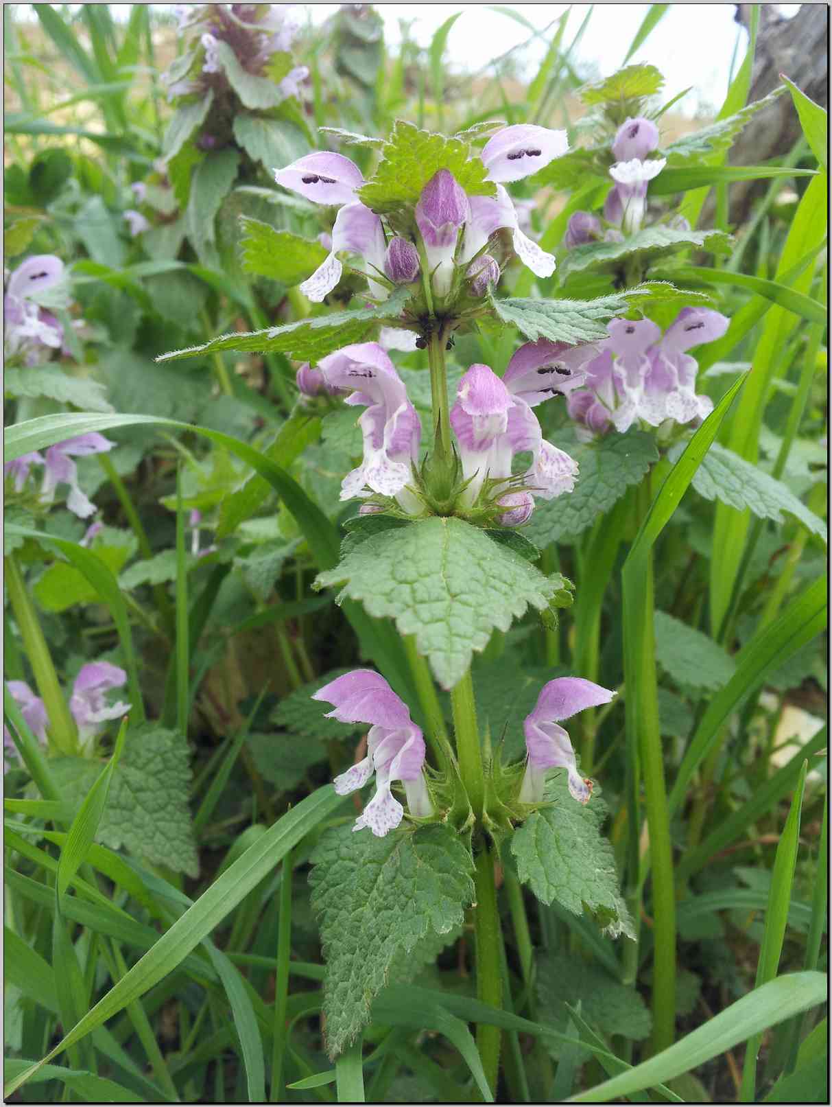 Lamium maculatum / falsa ortica macchiata