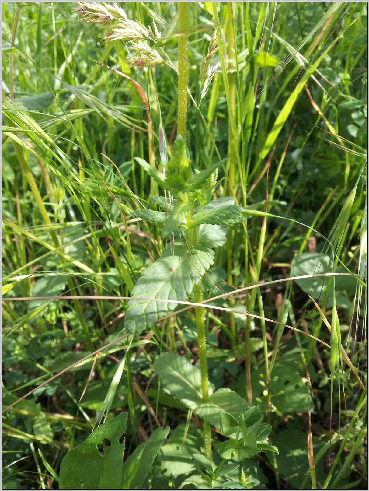aiuto identificazione - Rhinanthus sp.