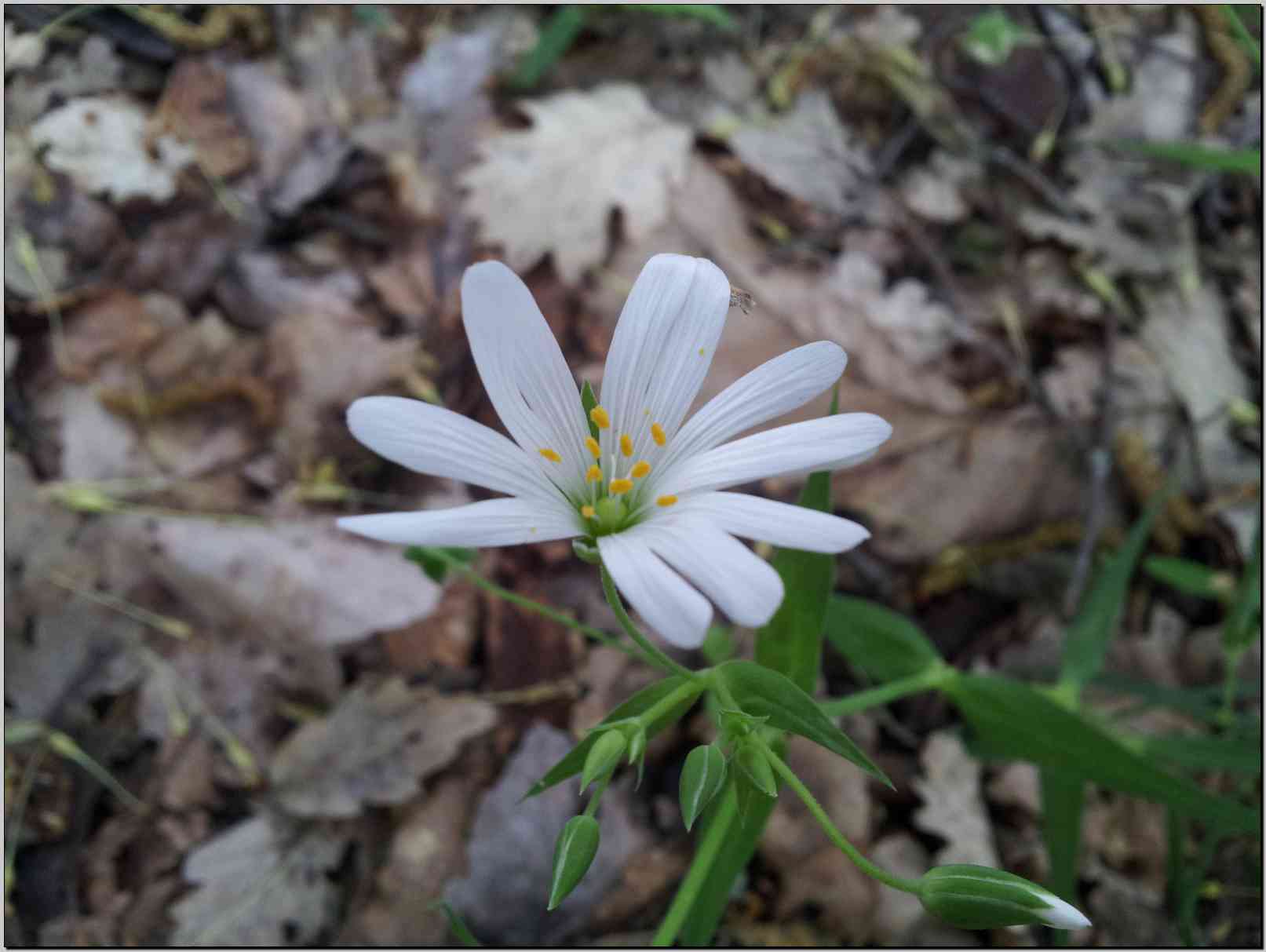 Rabelera holostea (=Stellaria holostea) / Centocchio garofanina