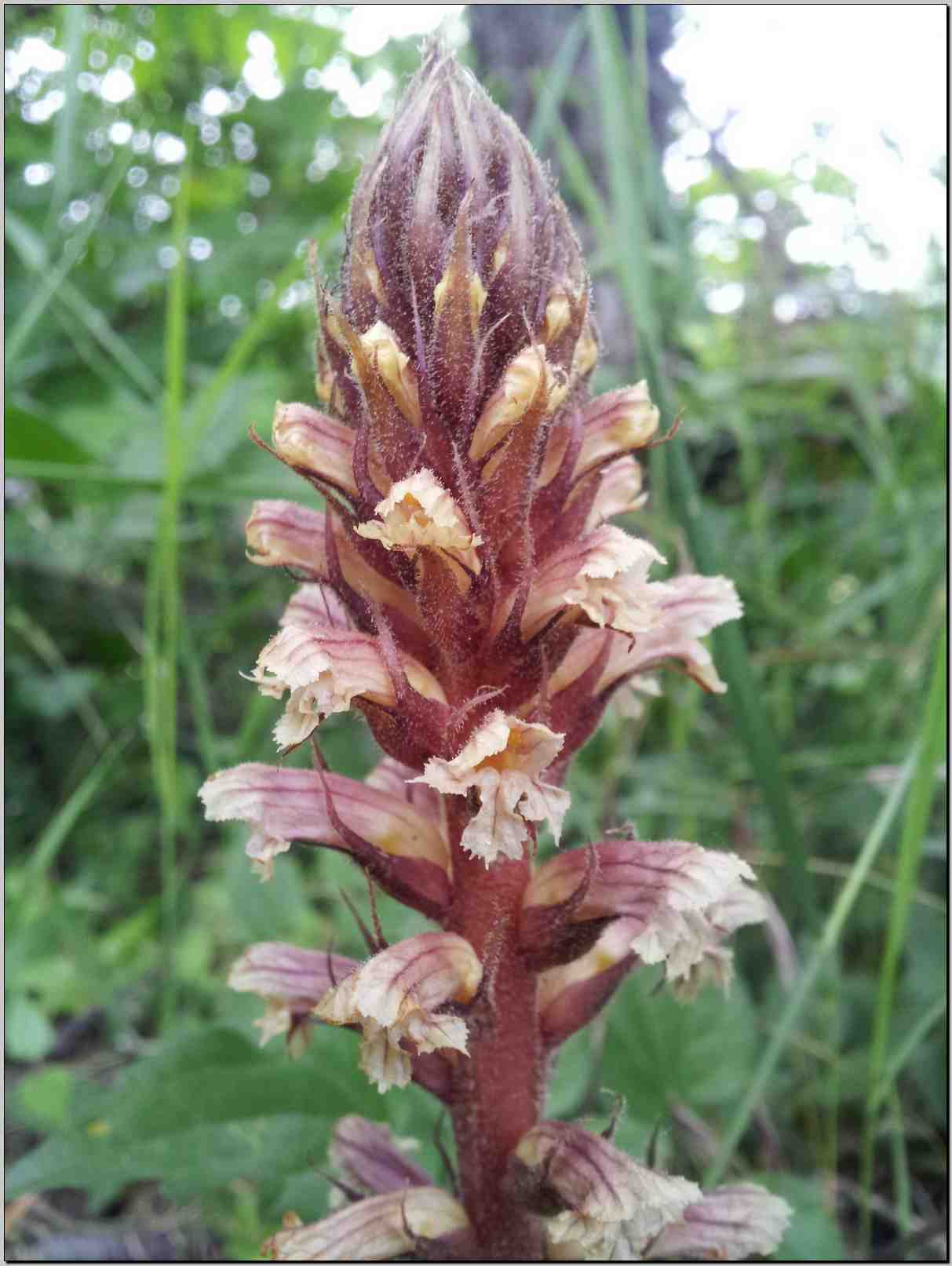 Orobanche sp.