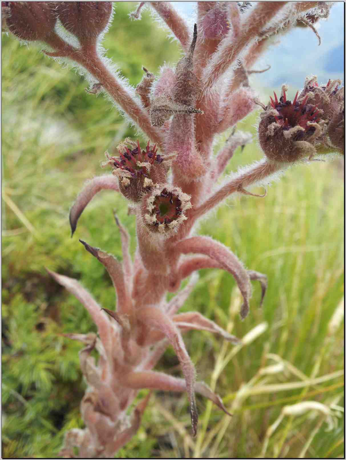 Da determinare - Sempervivum sp.