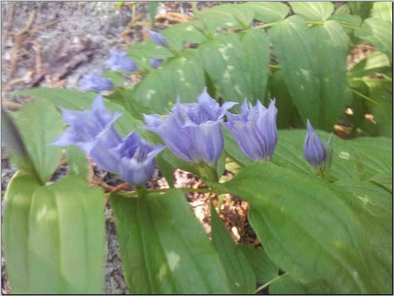 Gentiana asclepiadea