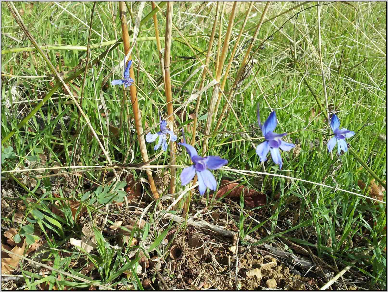 Delphinium consolida (=Consolida regalis)