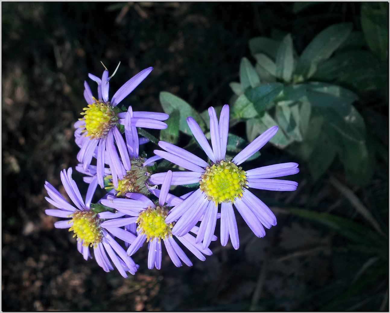 Aster amellus