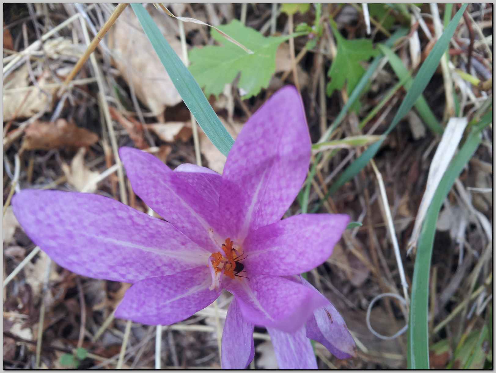 Colchicum lusitanum / Colchico portoghese