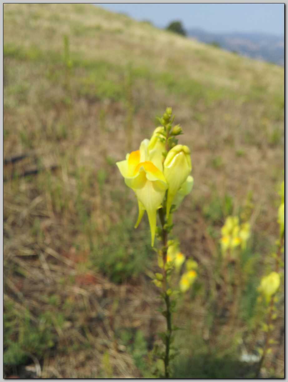 Linaria vulgaris