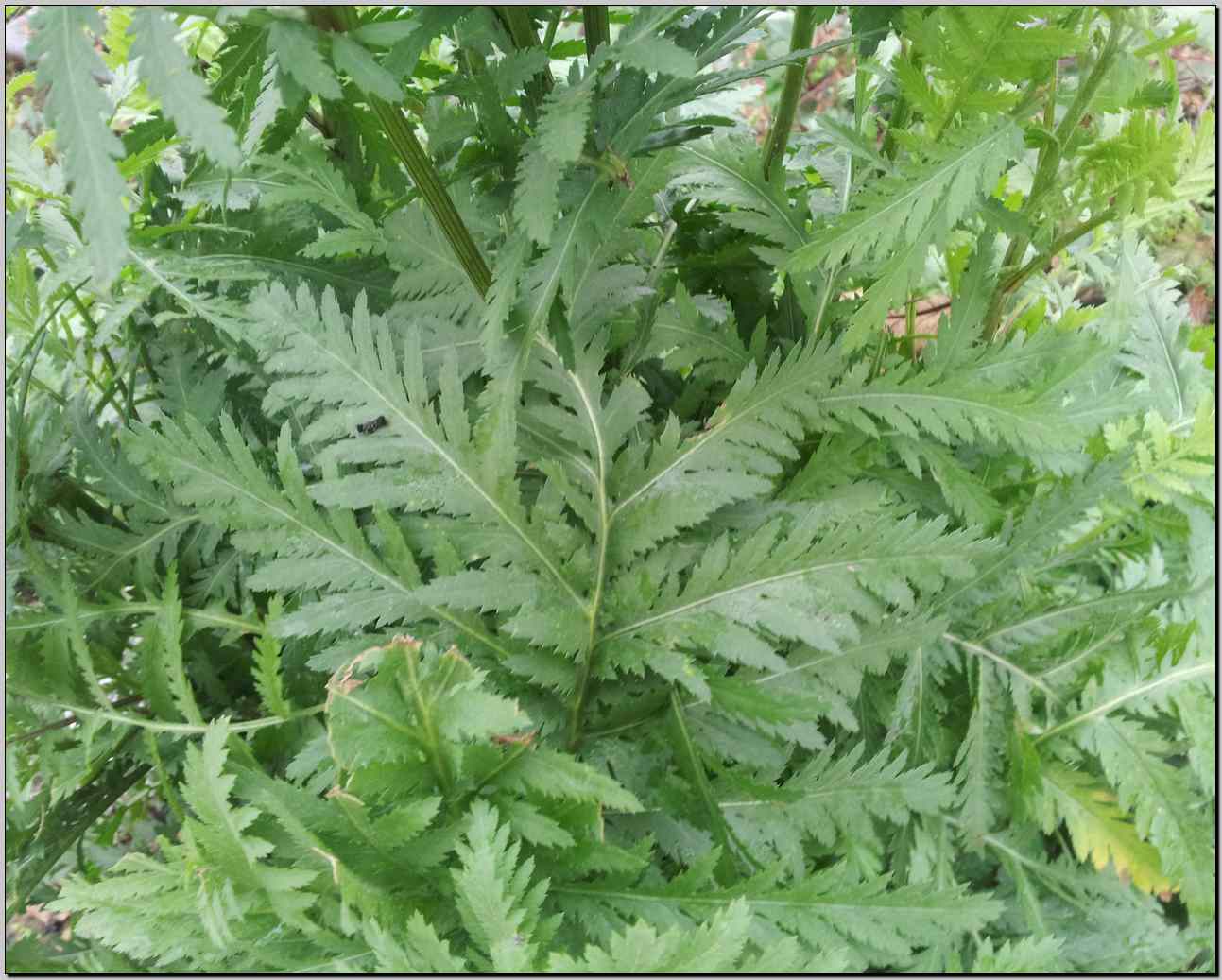 Tanacetum vulgare / Tanaceto
