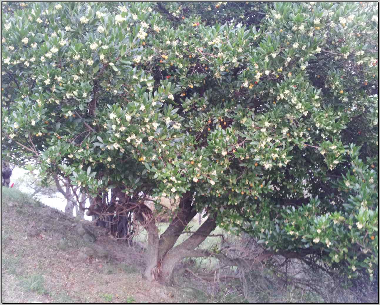 Arbutus unedo