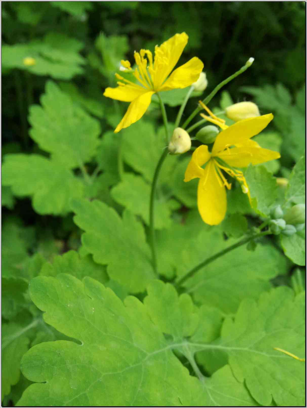 Chelidonium majus