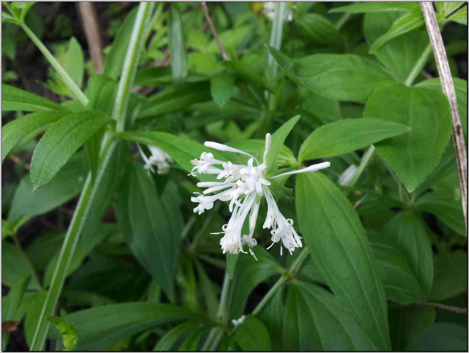 Asperula taurina / Stellina cruciata