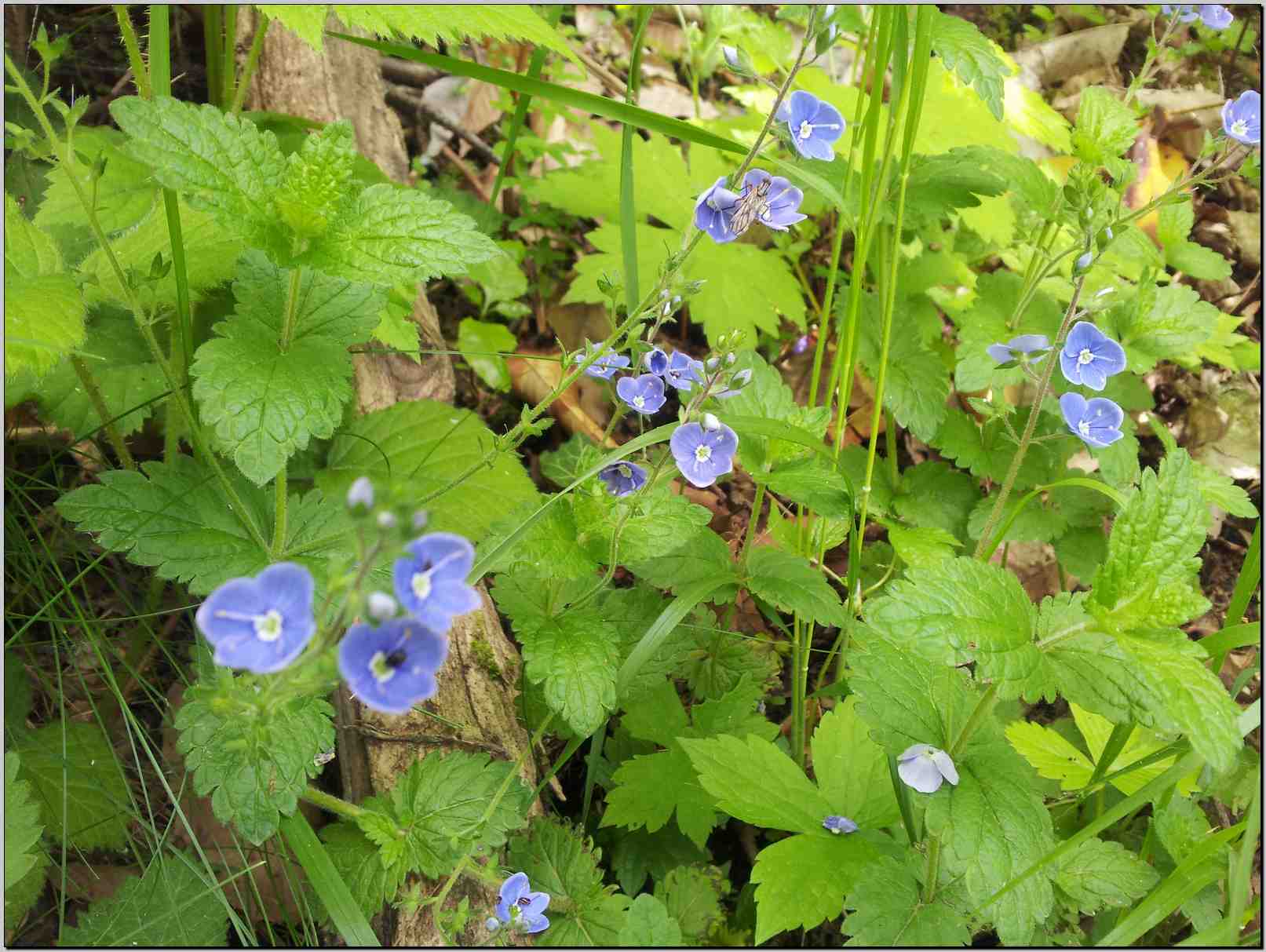 Veronica chamaedrys / Veronica comune