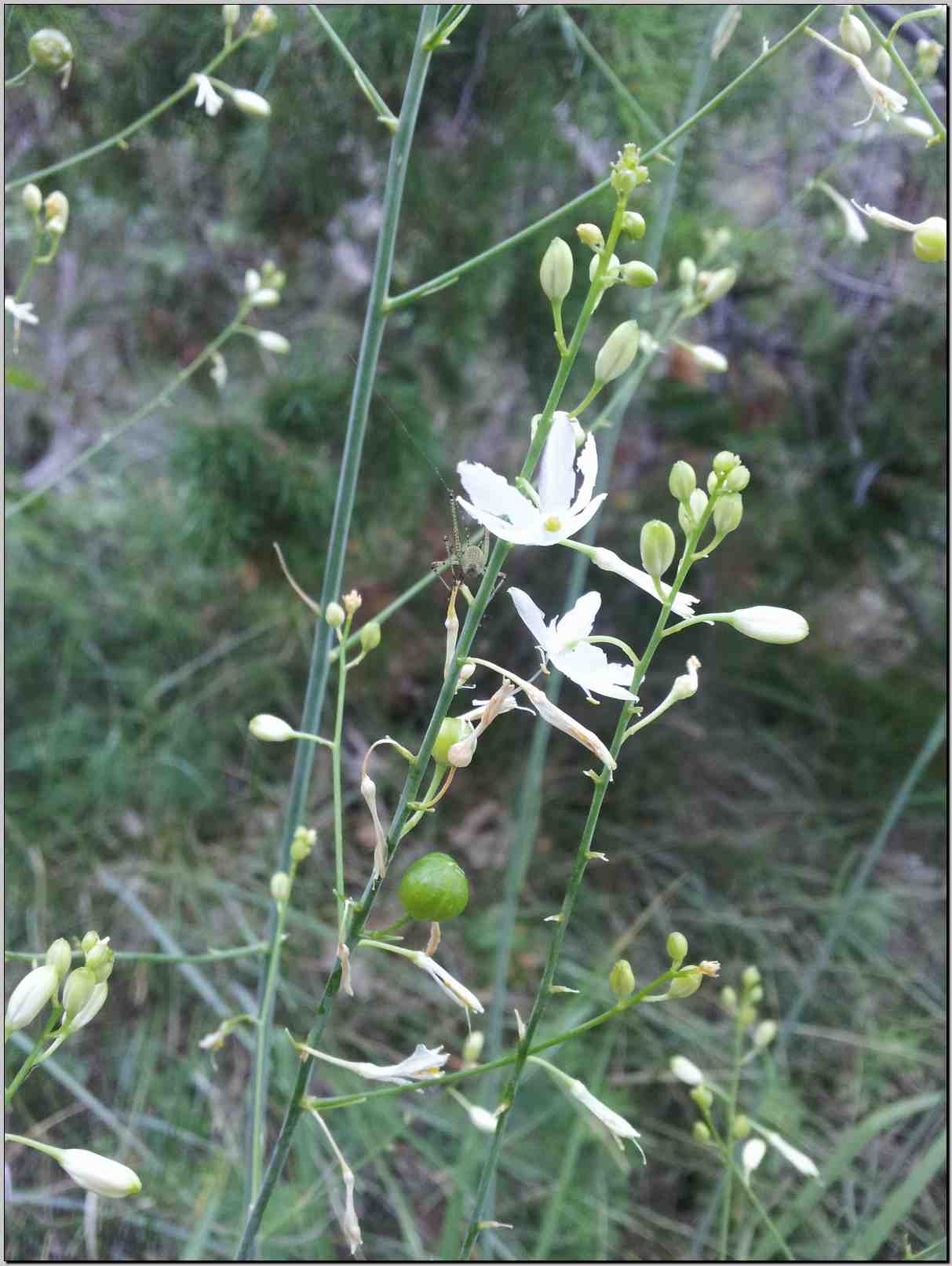 Anthericum ramosum / Lilioasfodelo minore