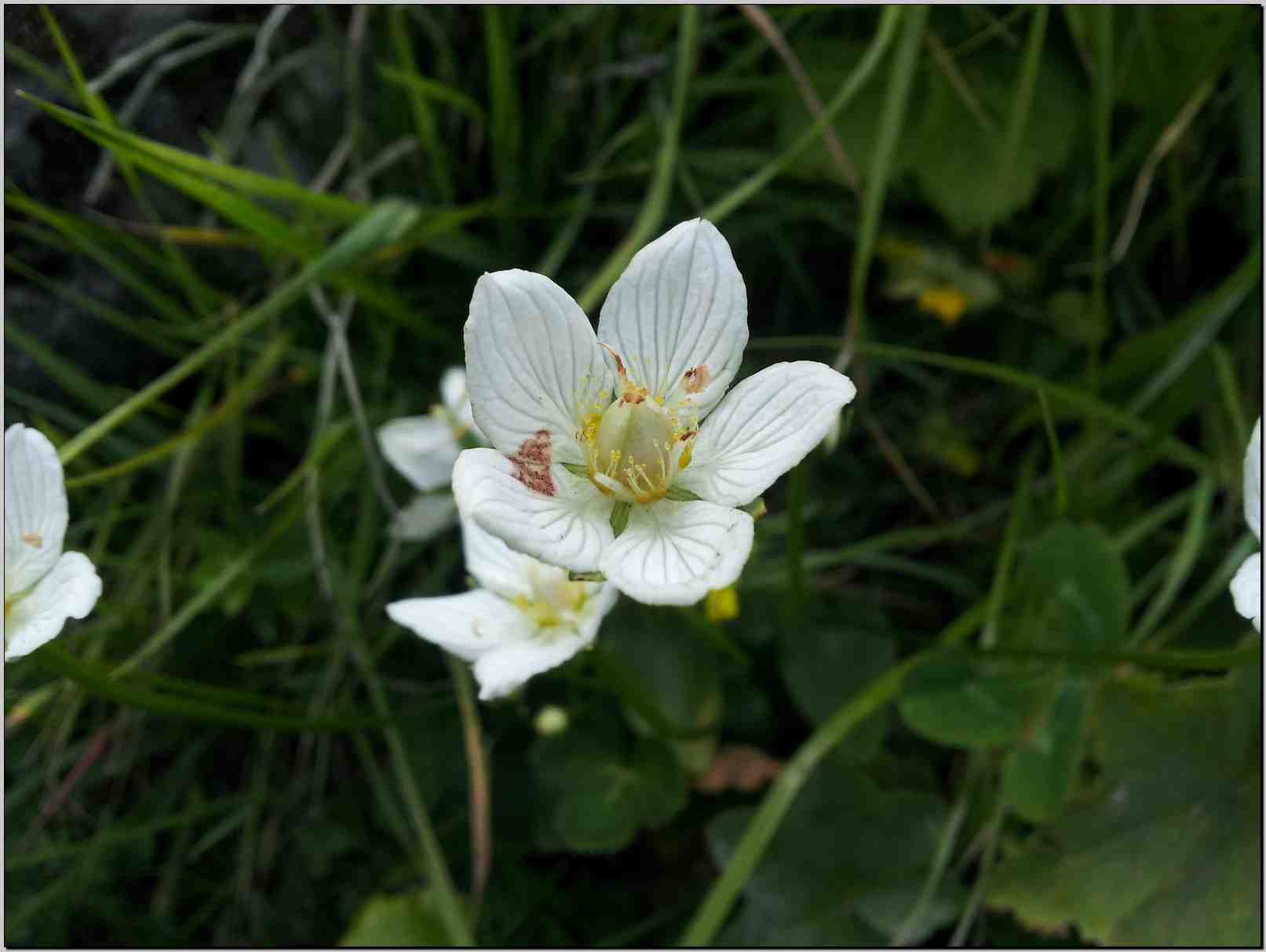 Parnassia palustris / Parnassia