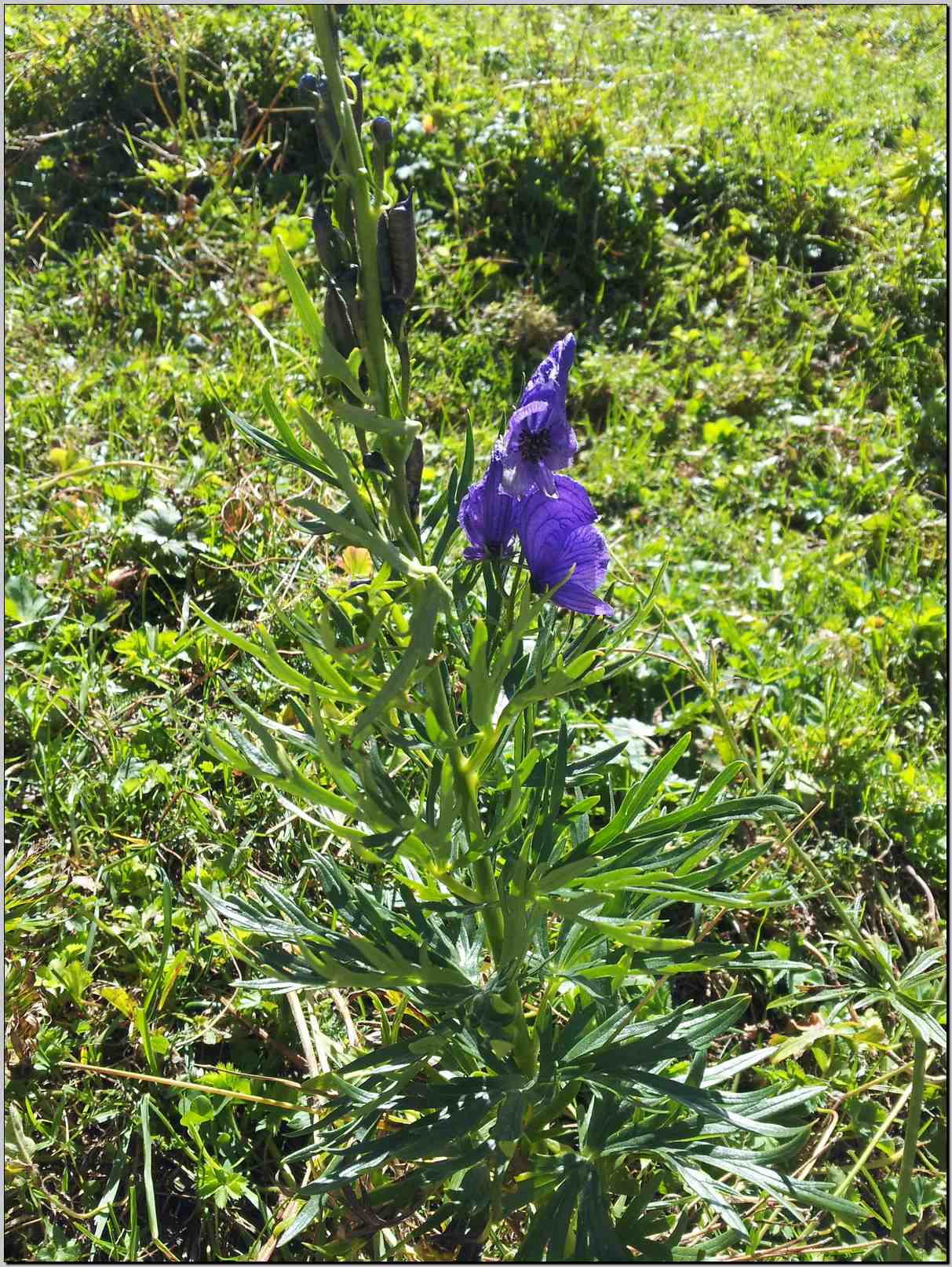 Aconitum napellus