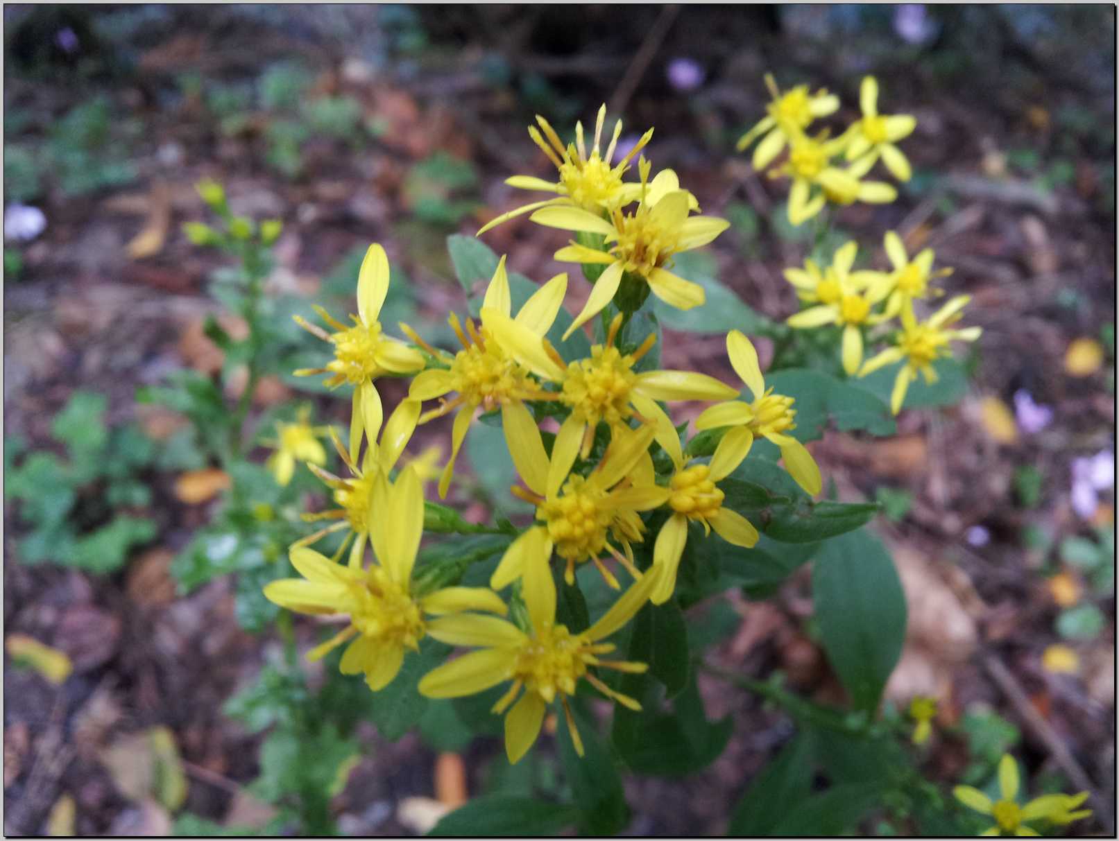 Aiuto identificazione - Solidago virgaurea