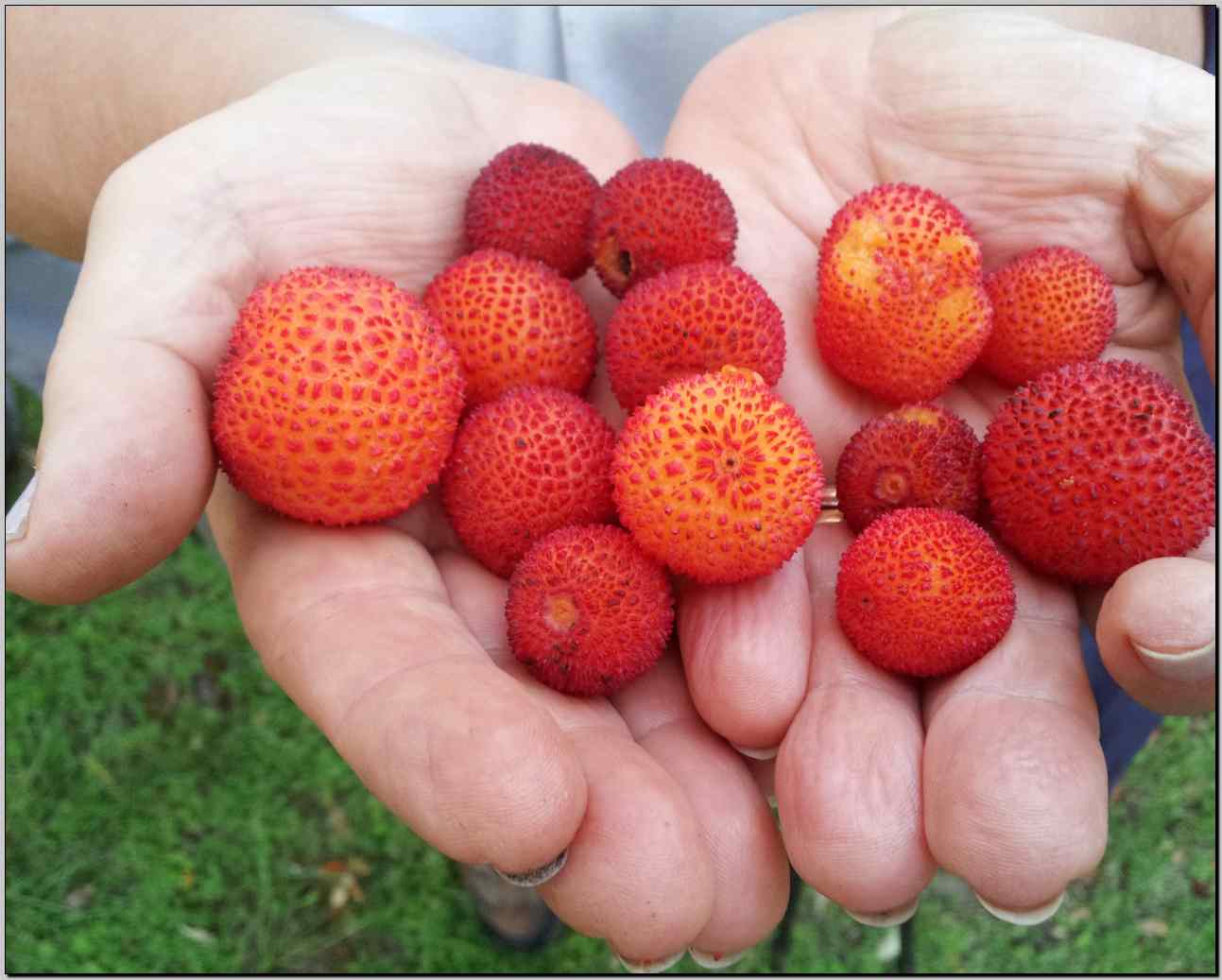 Arbutus unedo