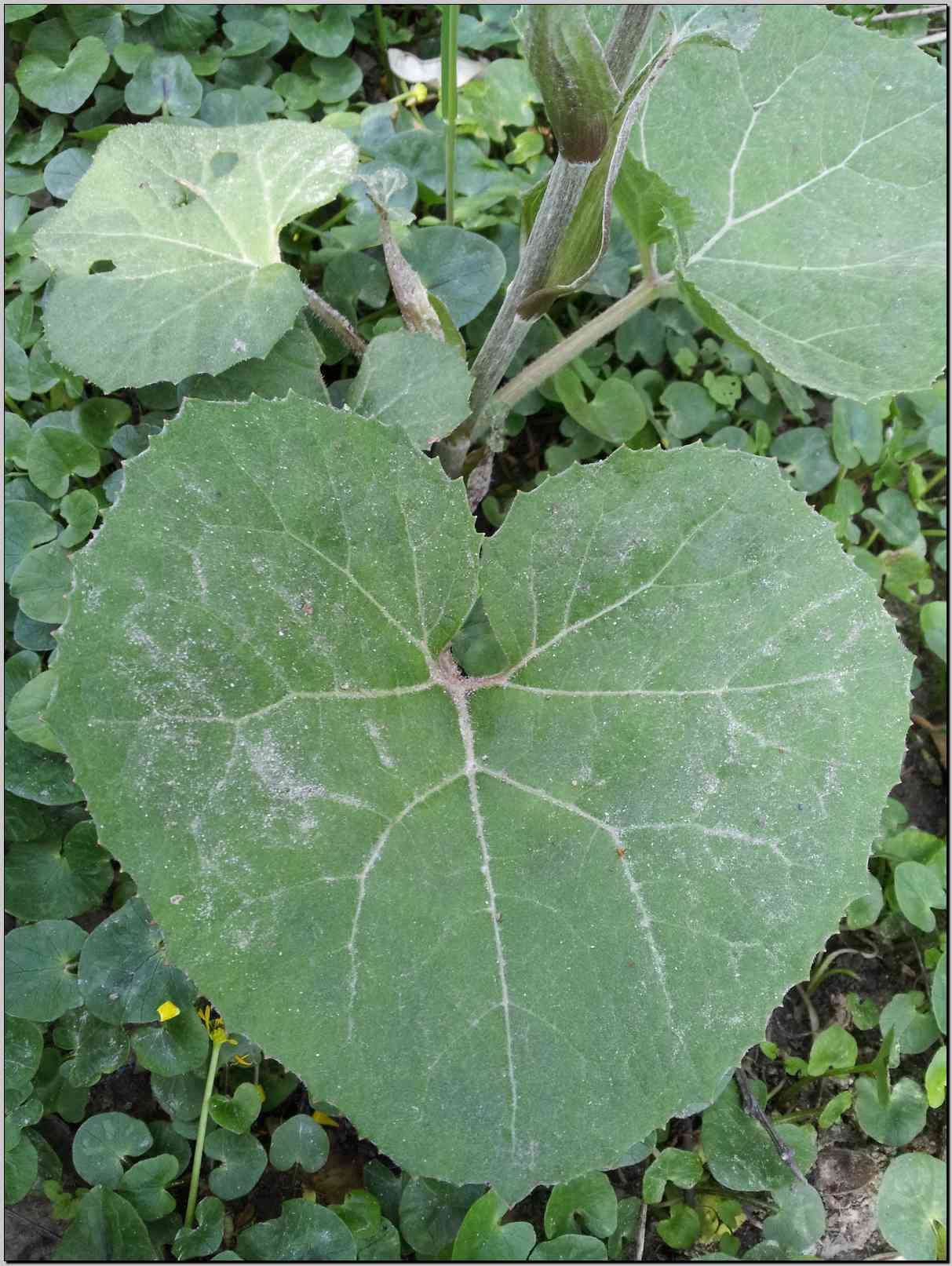 aiuto identificazione - Petasites cfr. hybridus