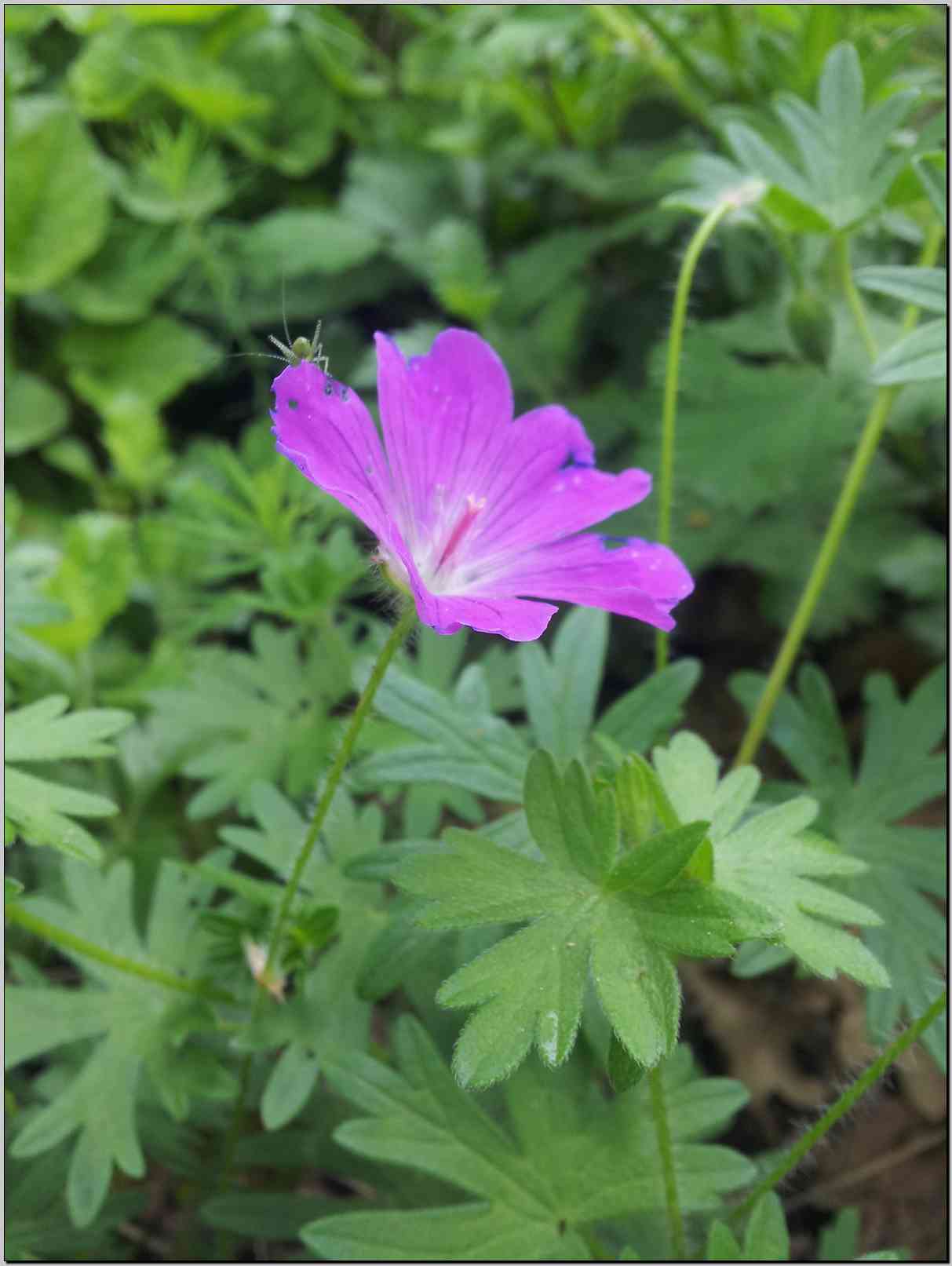 Geranium sanguineum