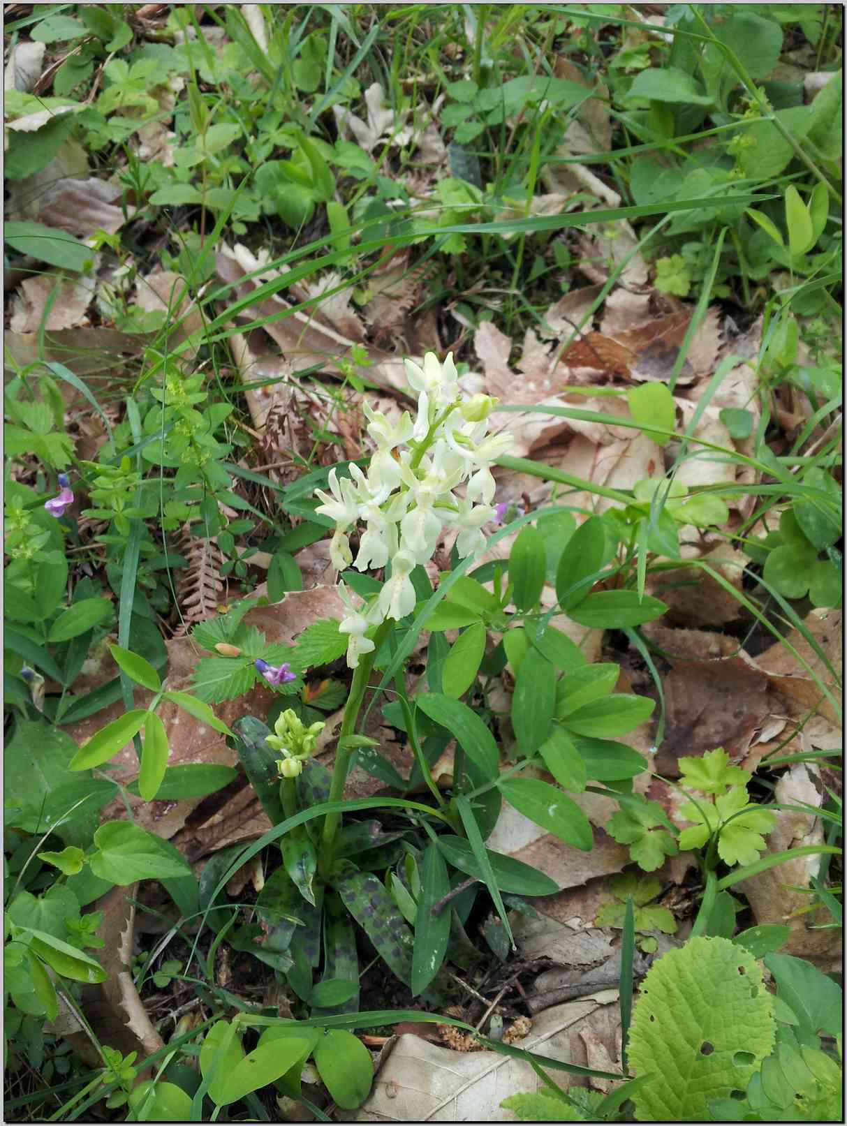 Orchis provincialis