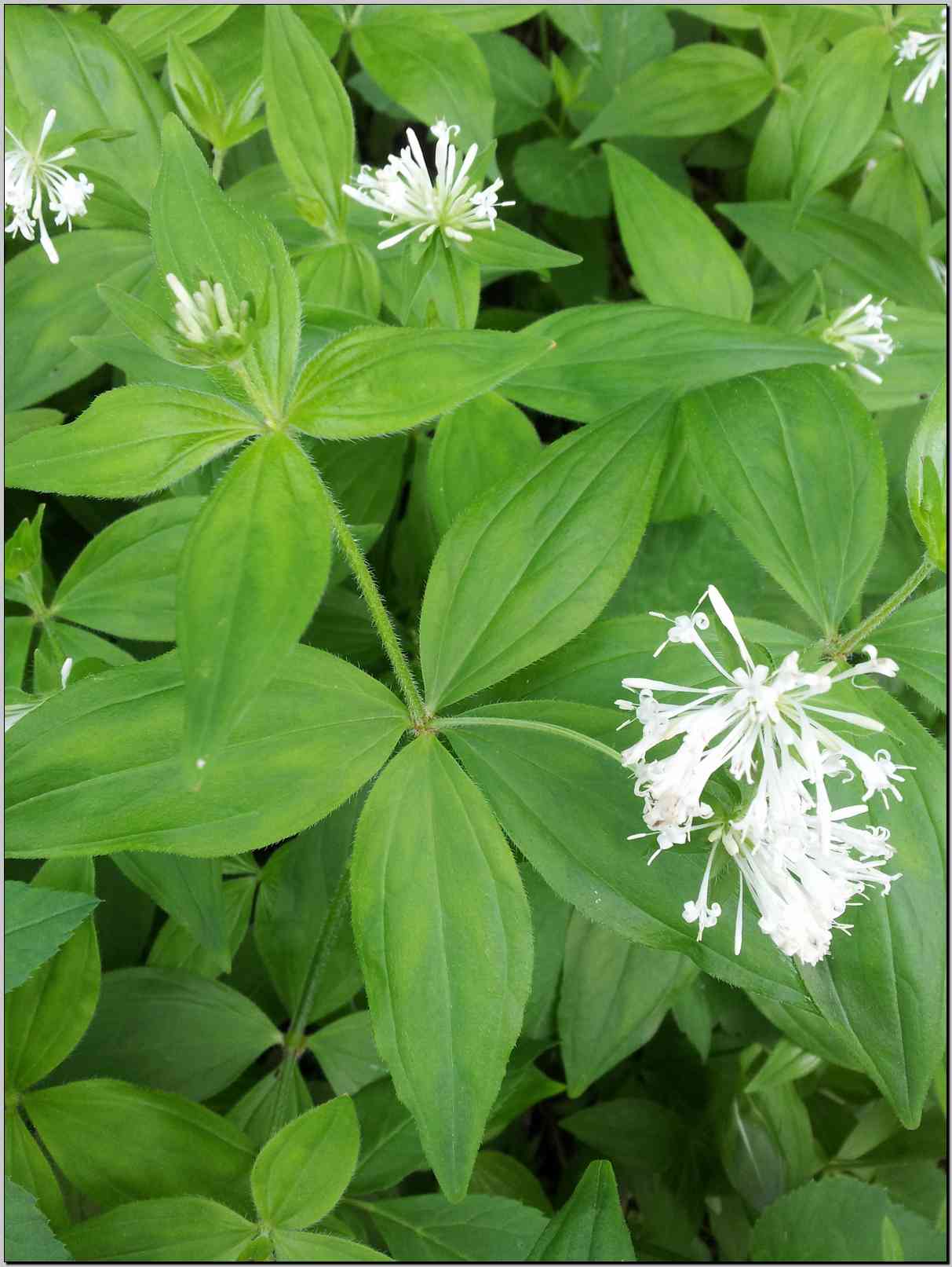 Asperula taurina / Stellina cruciata