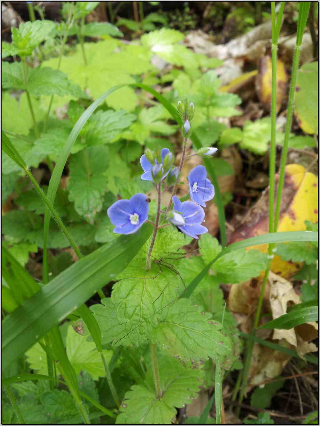 Veronica chamaedrys / Veronica comune