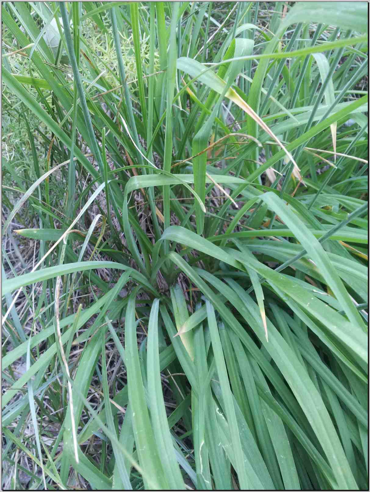 Anthericum ramosum / Lilioasfodelo minore