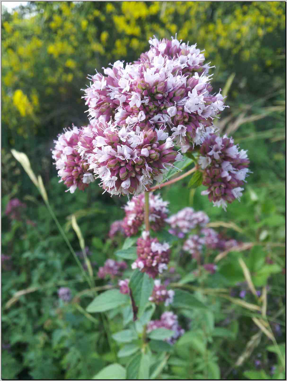 Origanum vulgare