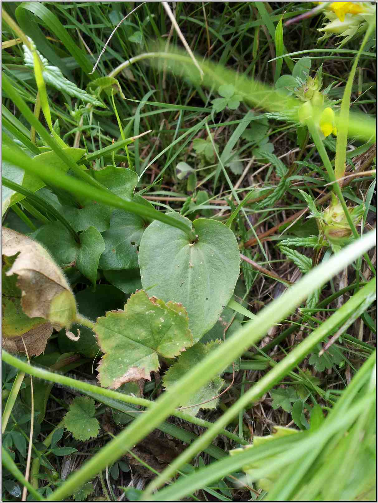 Parnassia palustris / Parnassia