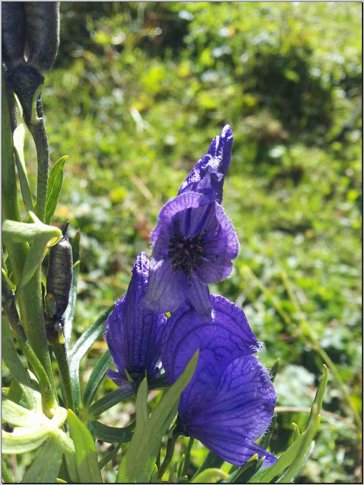 Aconitum napellus
