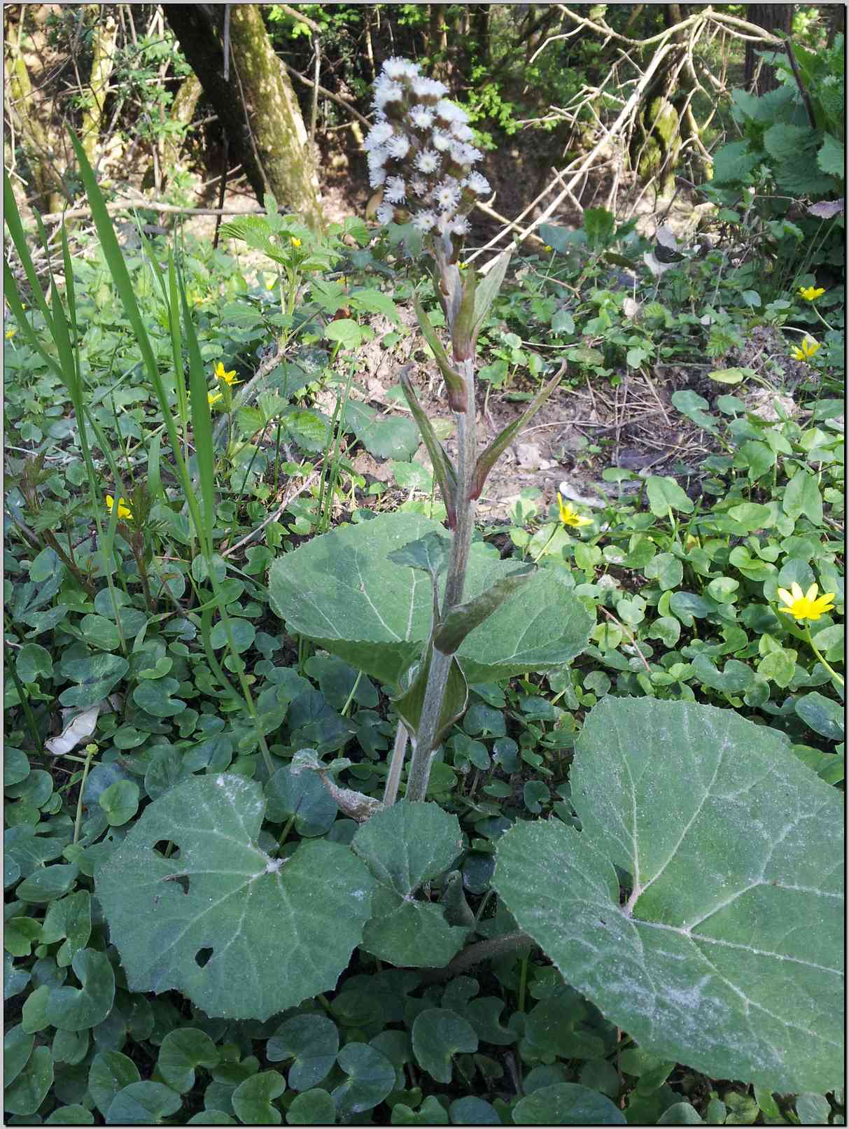 aiuto identificazione - Petasites cfr. hybridus