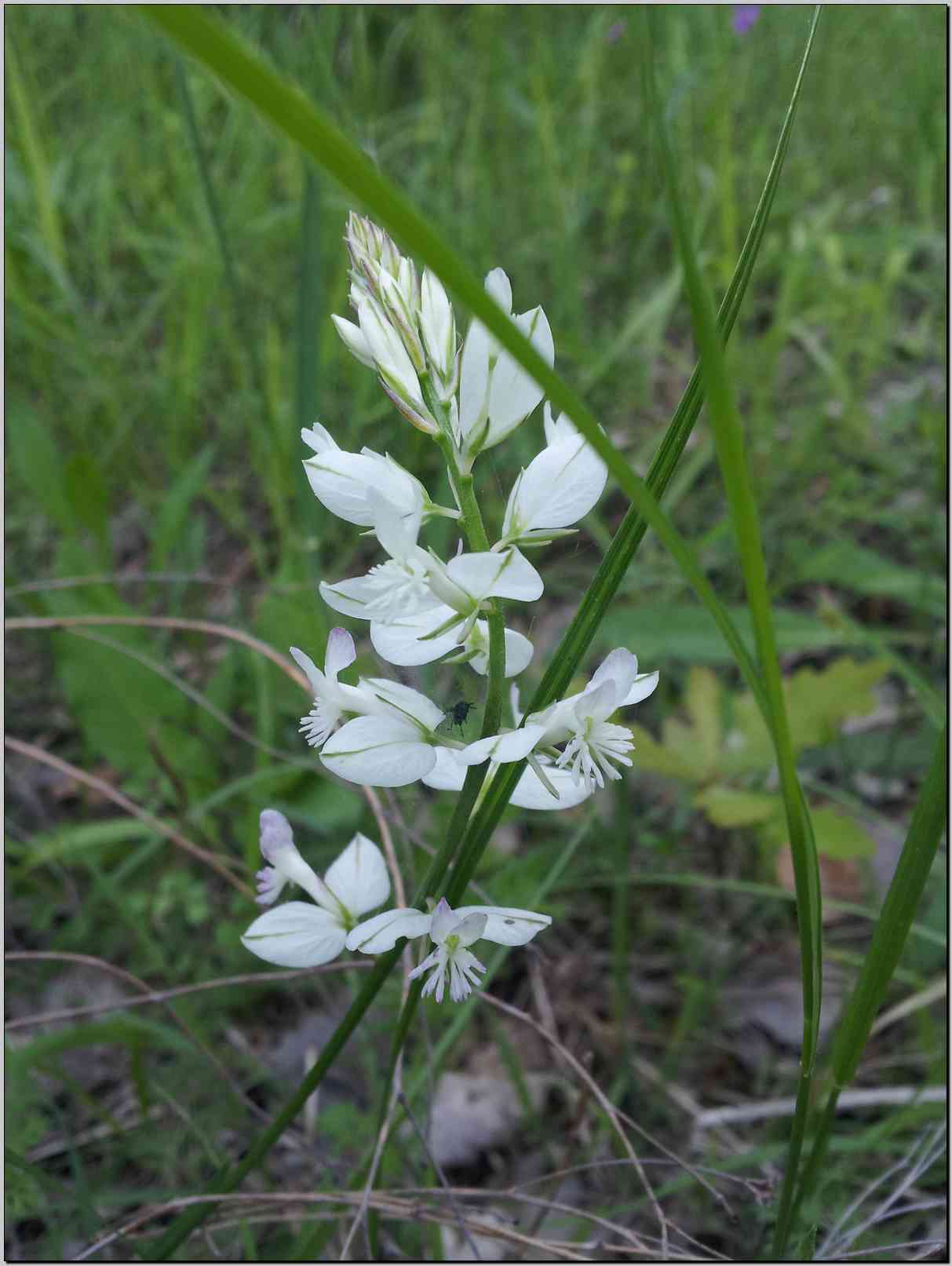 aiuto identificazione - Polygala sp.