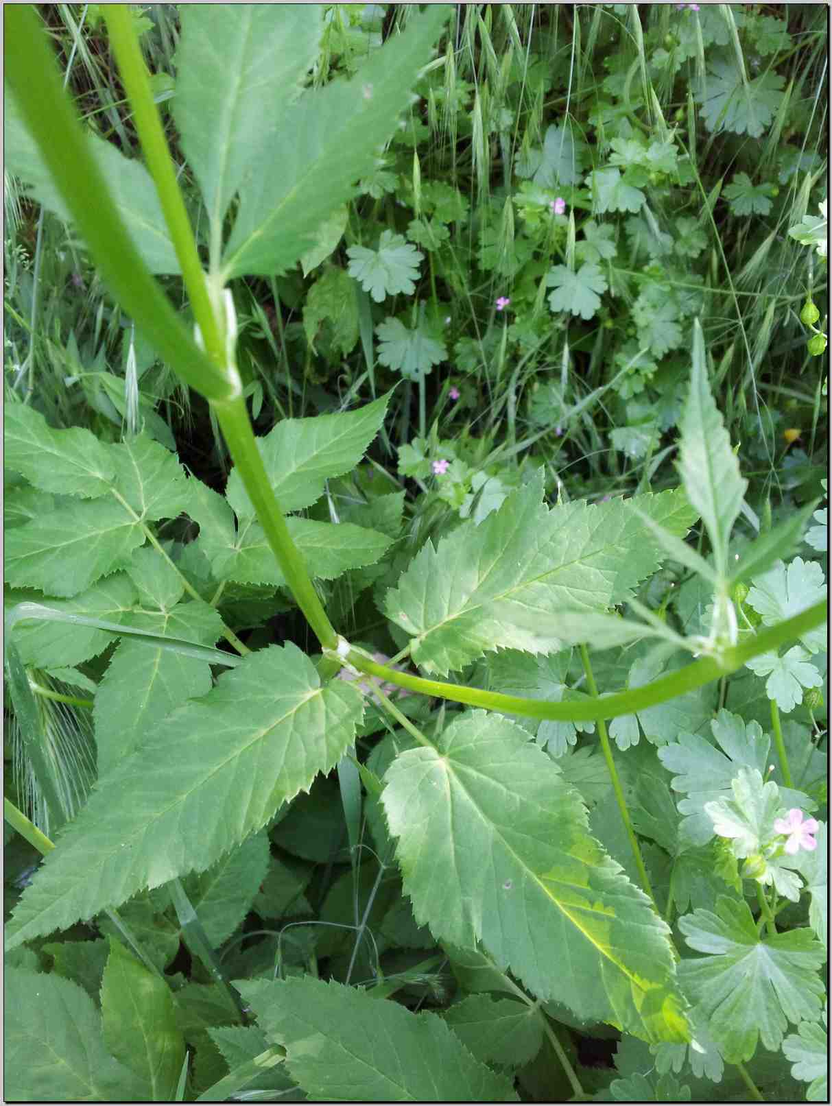 Aegopodium podagraria / Girardina silvestre