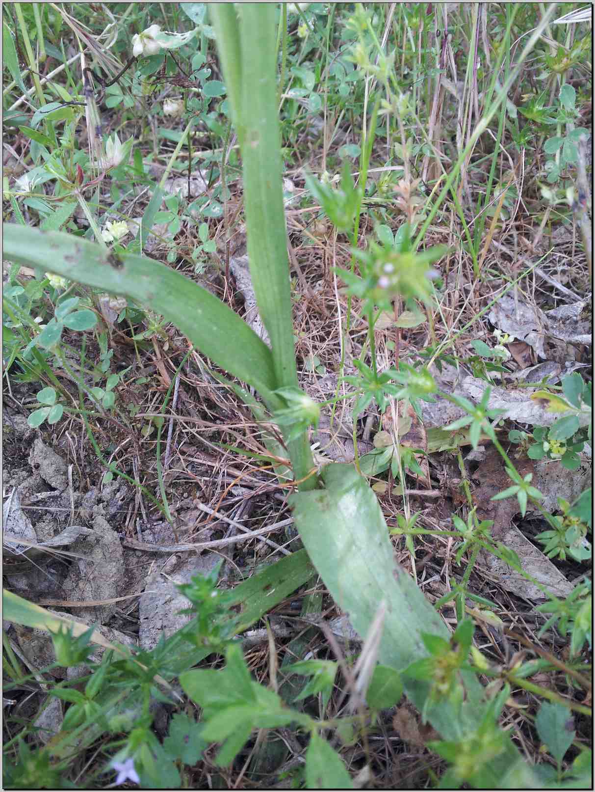 aiuto identificazione: Anacamptis coriophora subsp. fragrans