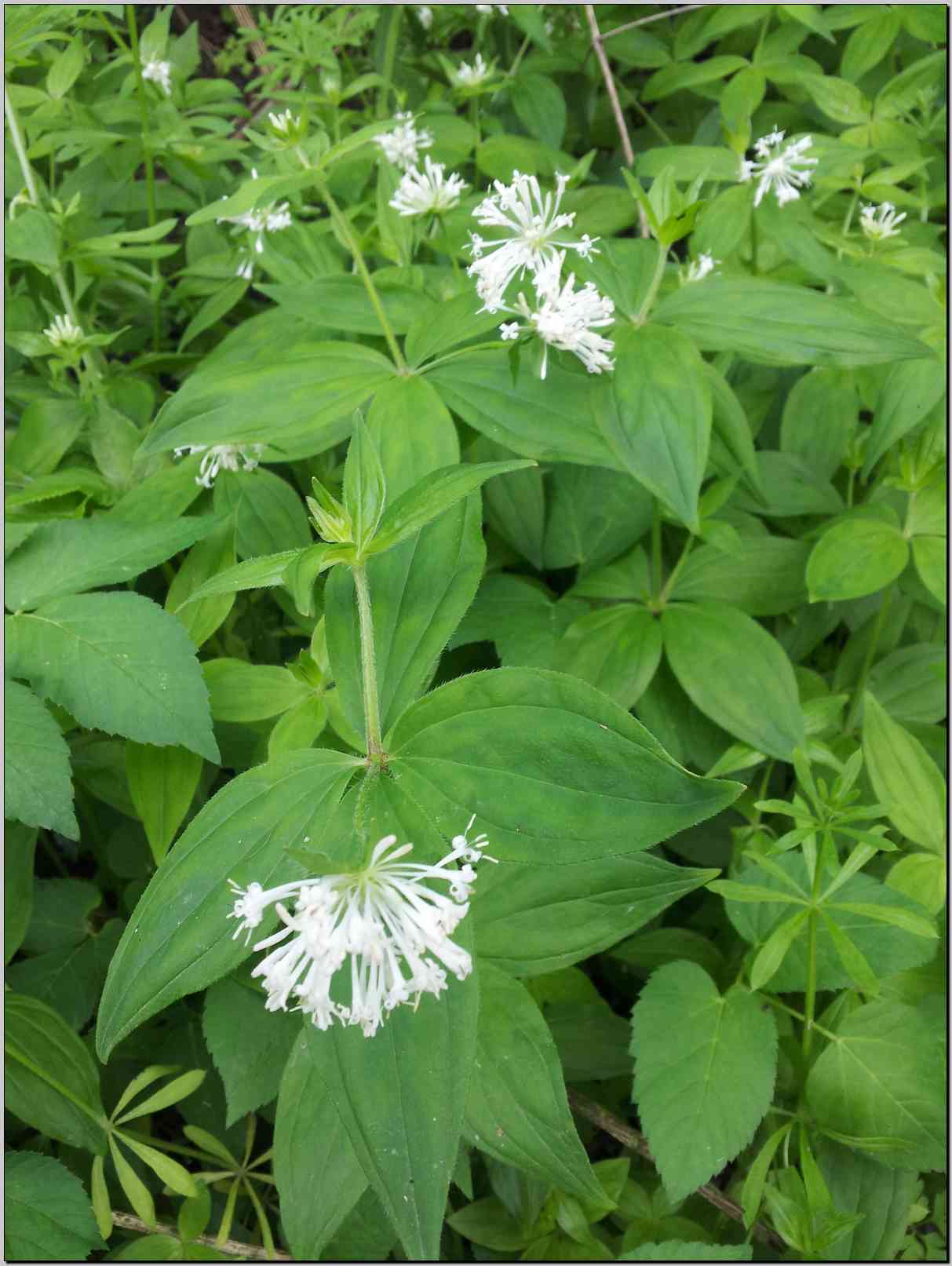 Asperula taurina / Stellina cruciata