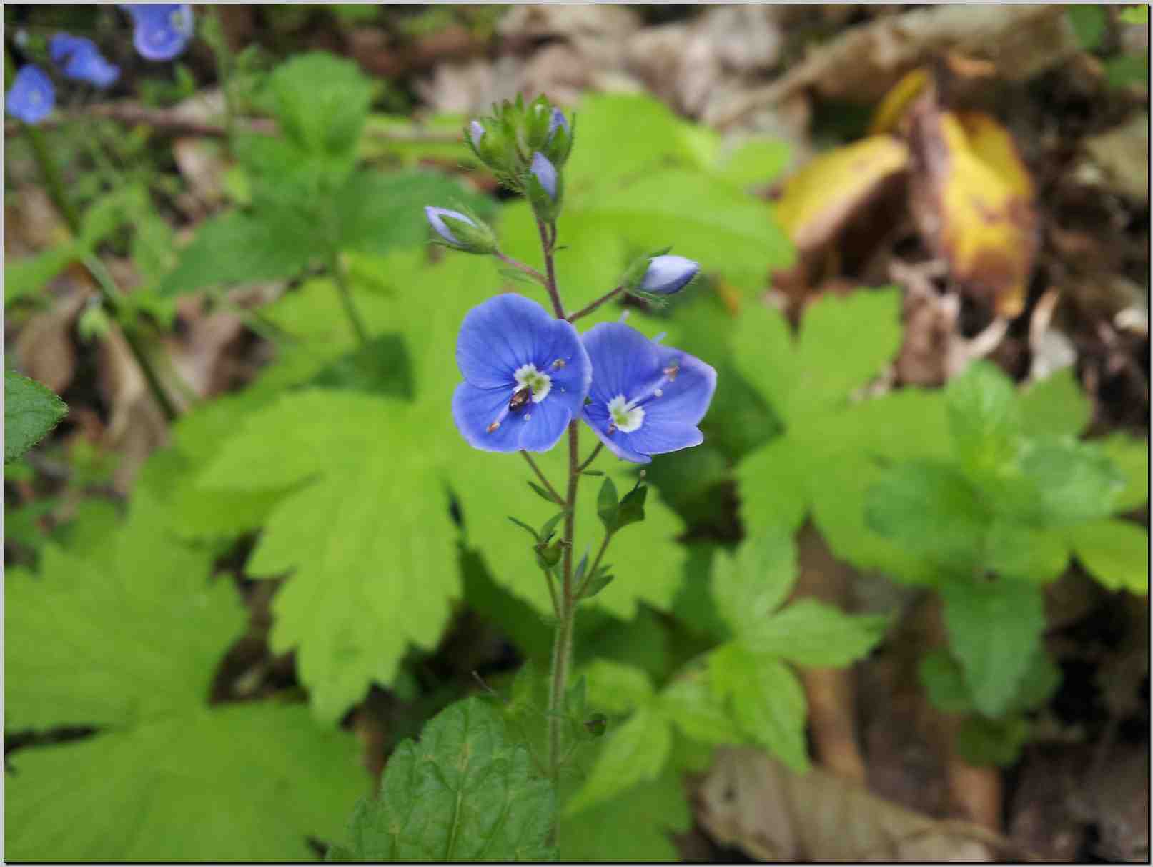 Veronica chamaedrys / Veronica comune